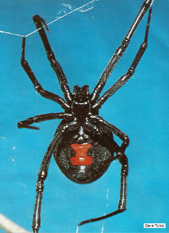 Black Widow Spiders - Latrodectus mactans (Black Widow) - Latrodectus variolus (Northern Widow) 