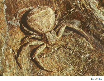 Bark Crab Spiders - Xysticus spp.
