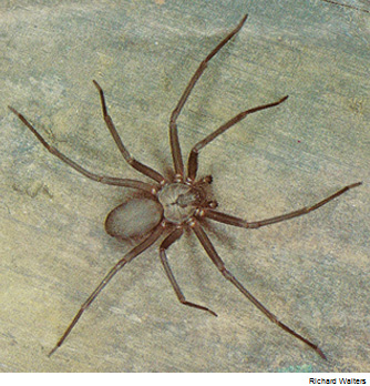 Brown Recluse or Violin Spider - Loxosceles reclus a