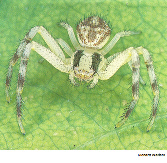 Foliage Crab Spiders - Misumenops spp
