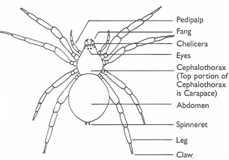 General Spider Anatomy
