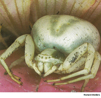 Goldenrod Crab Spider - Misumena vatia