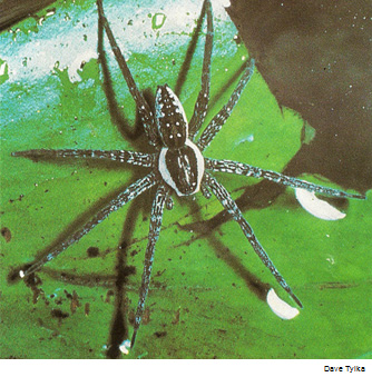 Sixspotted Fishing Spider - Dolomedes triton