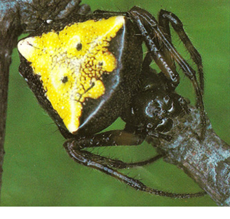 Triangulate Orb Weaver or Arrowhead Spider - Verrucosa arenata 